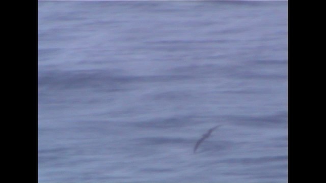 Black-winged Petrel - ML646842421