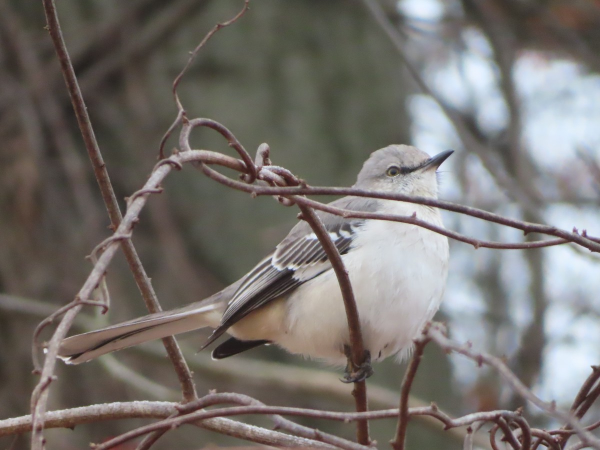 Northern Mockingbird - ML646842422