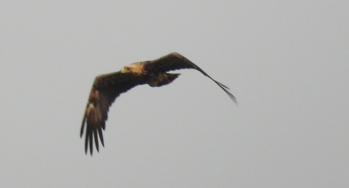 Águila Imperial Oriental - ML646842429