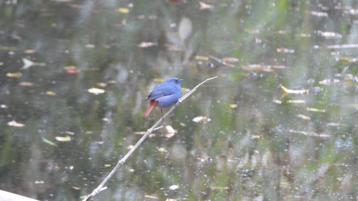 Plumbeous Redstart - ML646842430