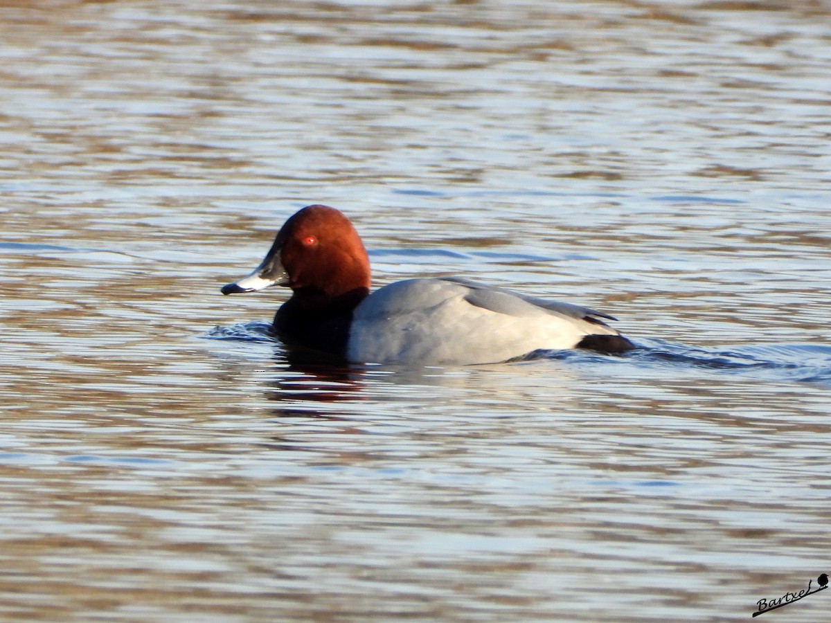 taffeland - ML646842431