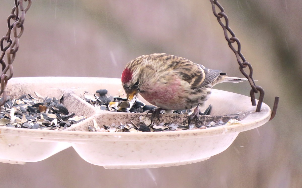 Birkenzeisig - ML646842434