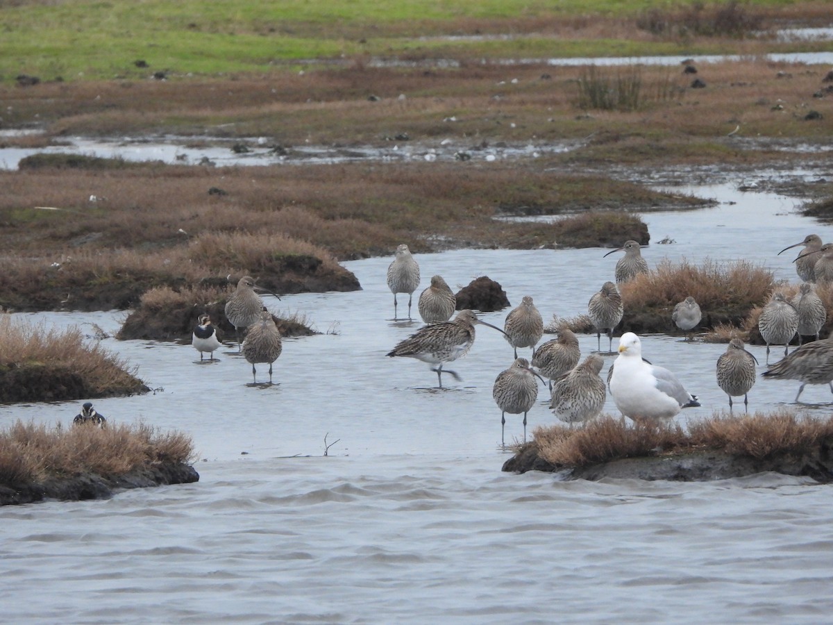 Большой кроншнеп - ML646842435