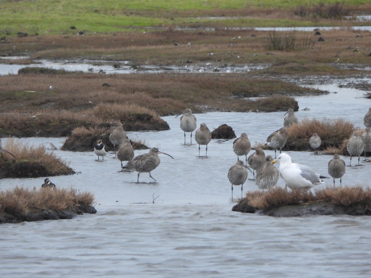 Большой кроншнеп - ML646842436