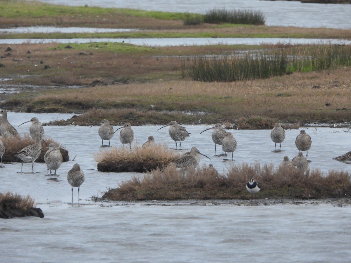Большой кроншнеп - ML646842437