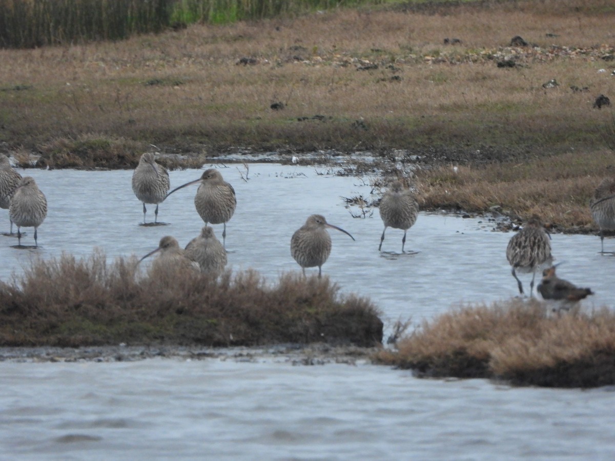 Большой кроншнеп - ML646842438