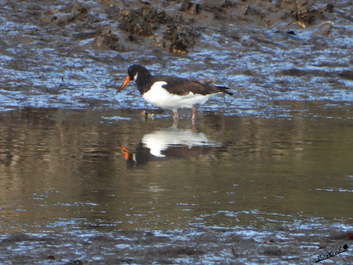 蠣鴴 - ML646842439