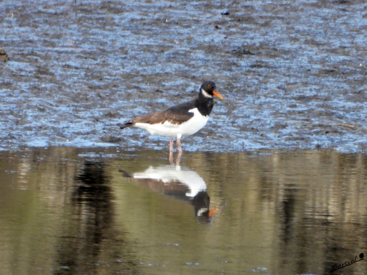 蠣鴴 - ML646842440