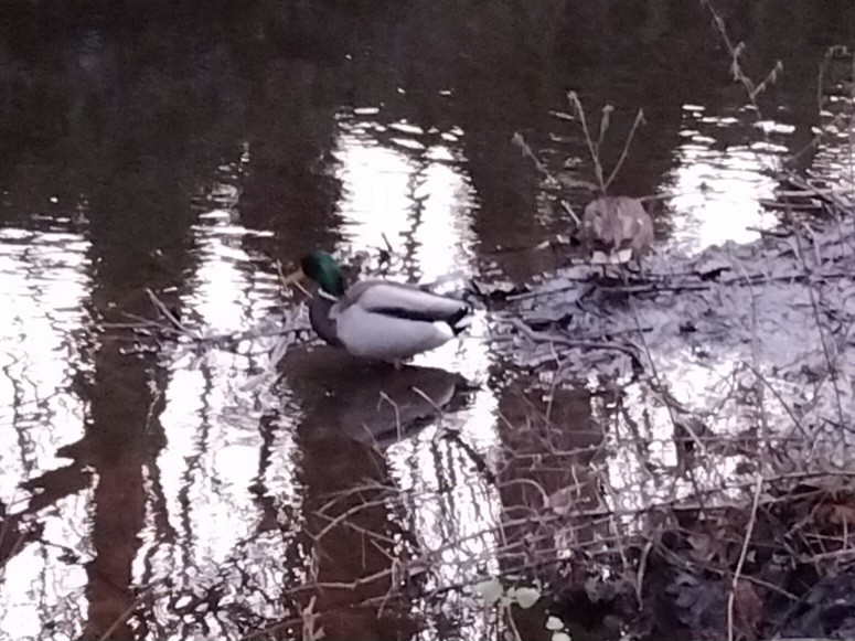 Зэрлэг нугас - ML646842442