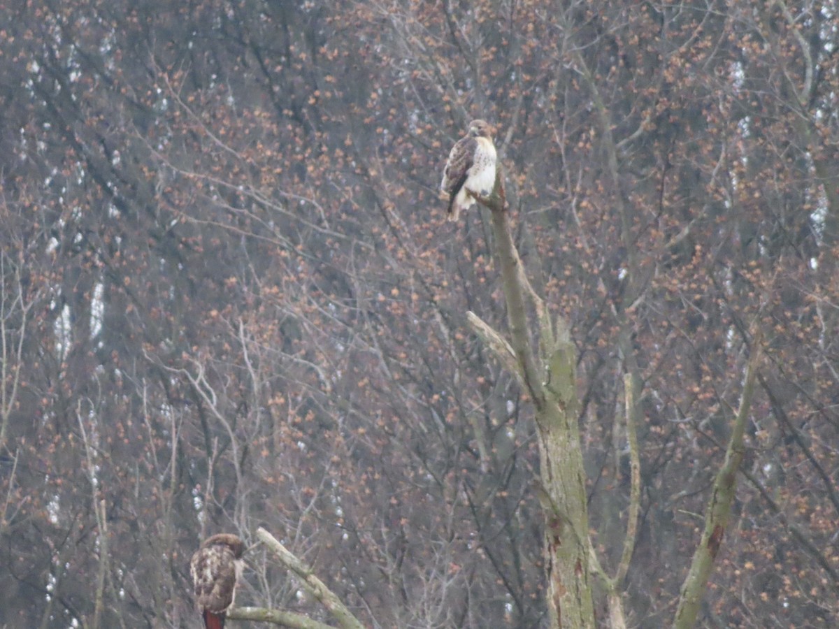 Red-tailed Hawk - ML646842443