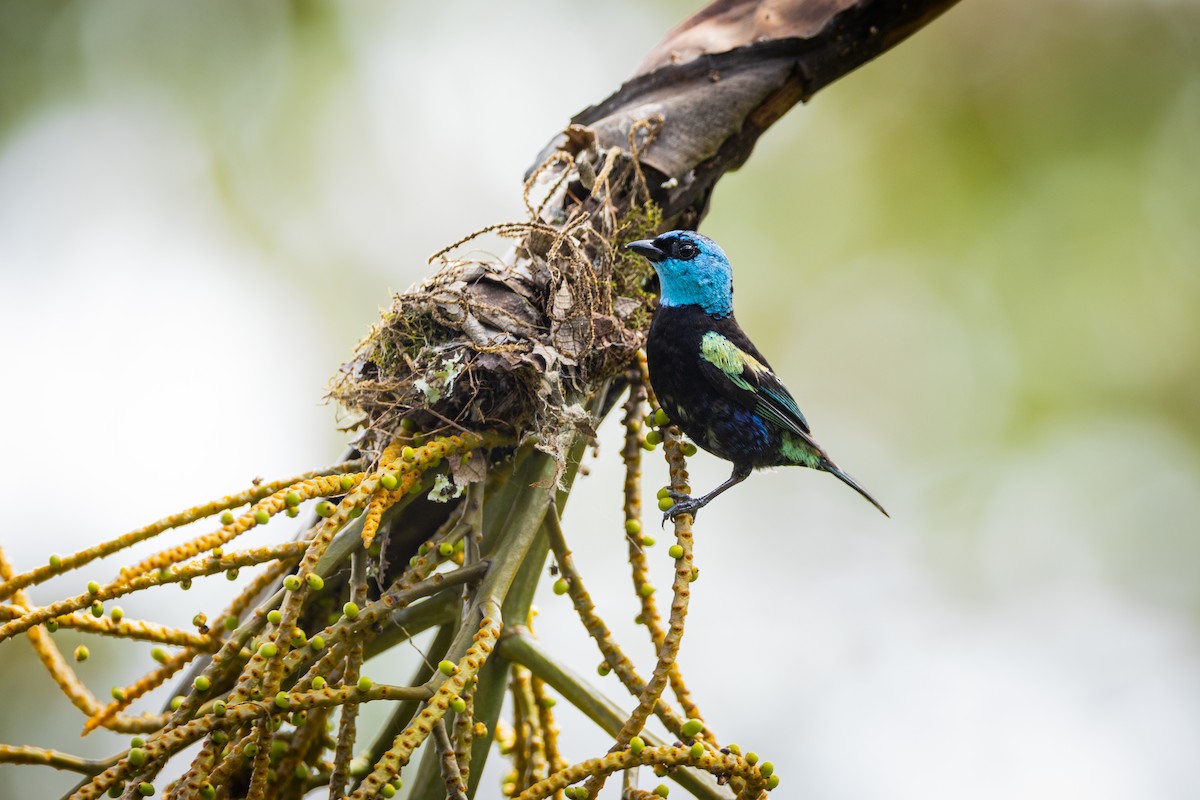 Tangara Cabeciazul - ML646842448