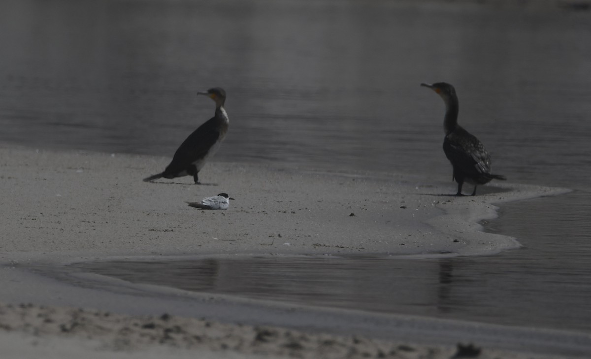 Common Tern - ML646842450