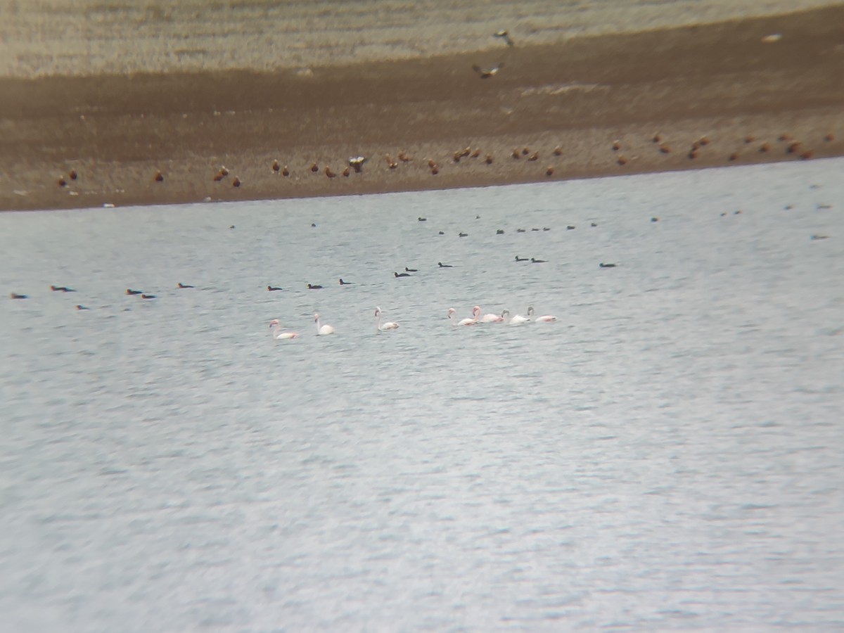 Greater Flamingo - ML646842451