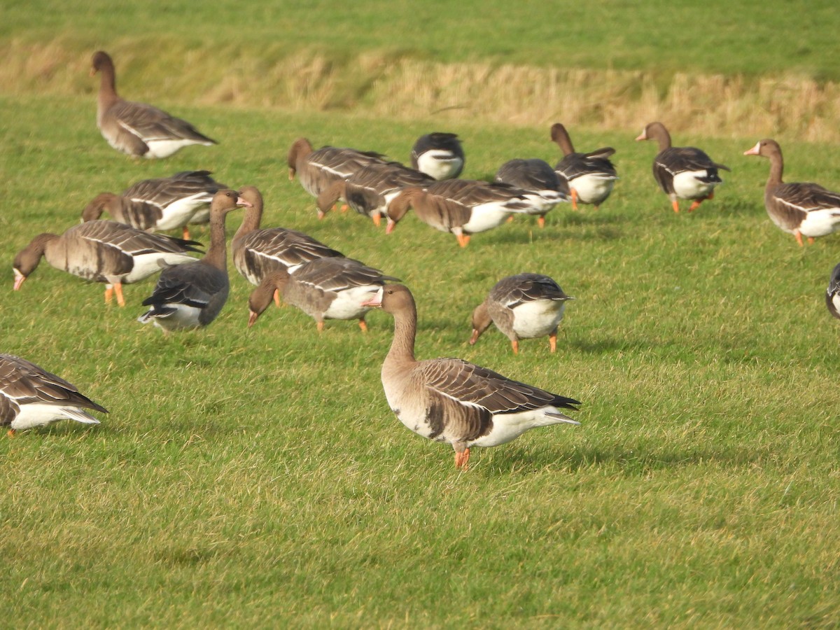 Белолобый гусь - ML646842452