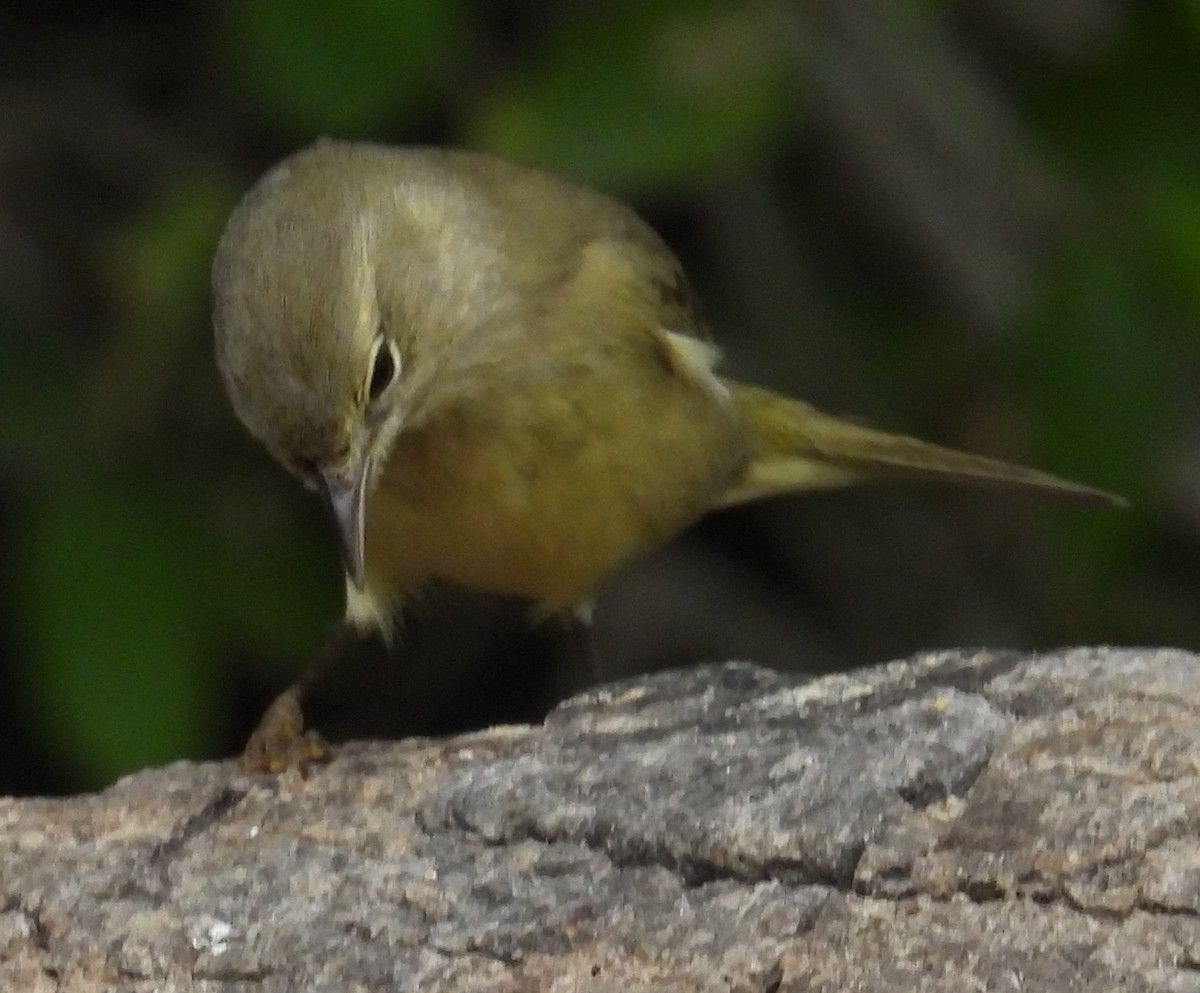 Червоїд оливковий - ML646842453