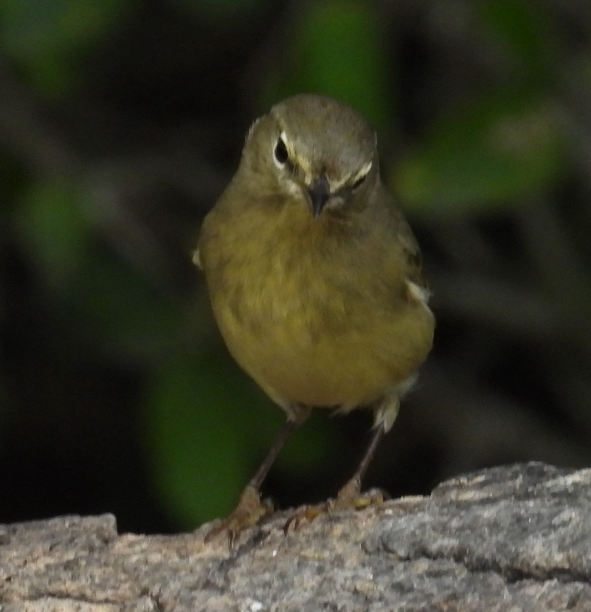 Червоїд оливковий - ML646842454