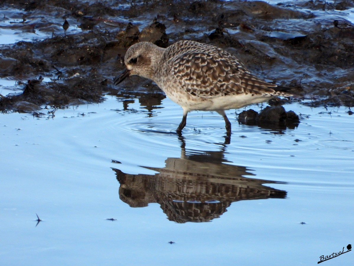 灰斑鴴 - ML646842457