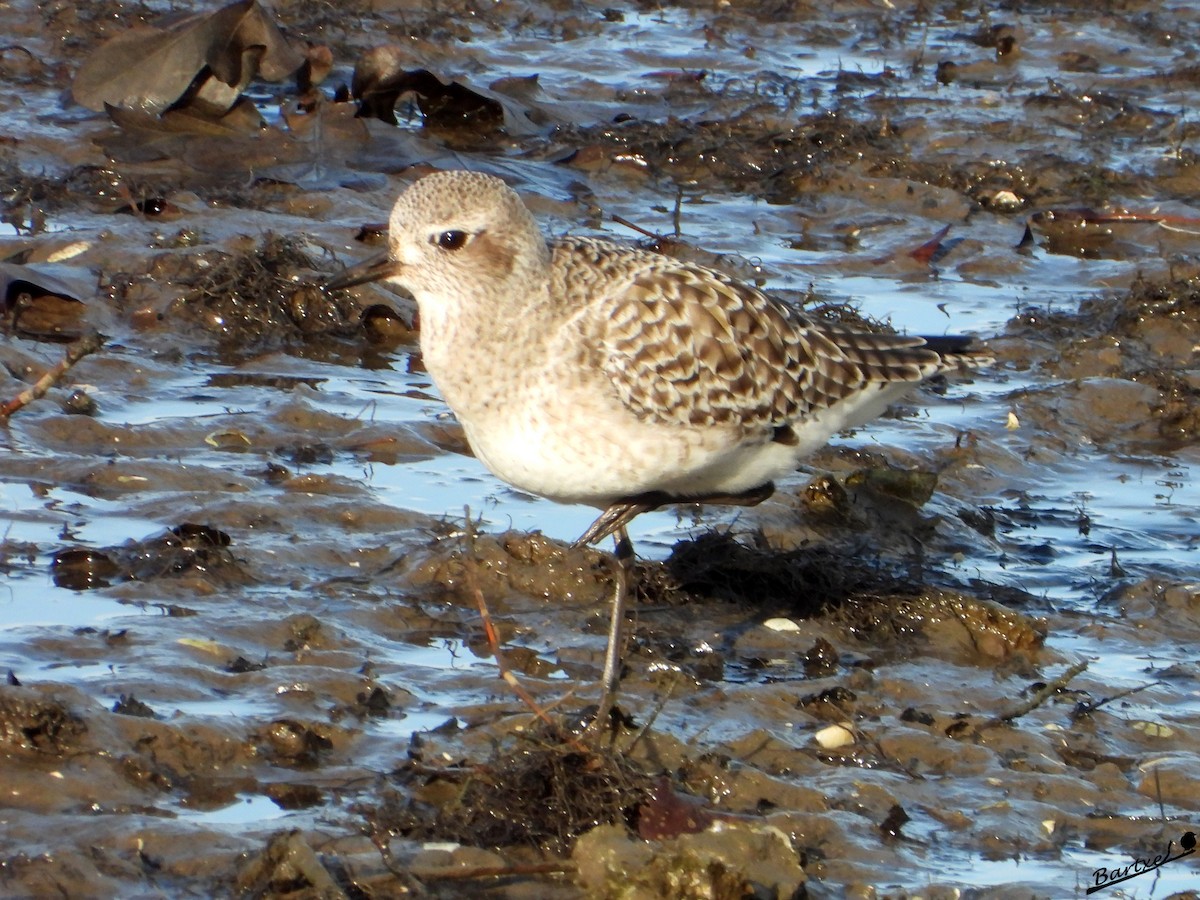 灰斑鴴 - ML646842458