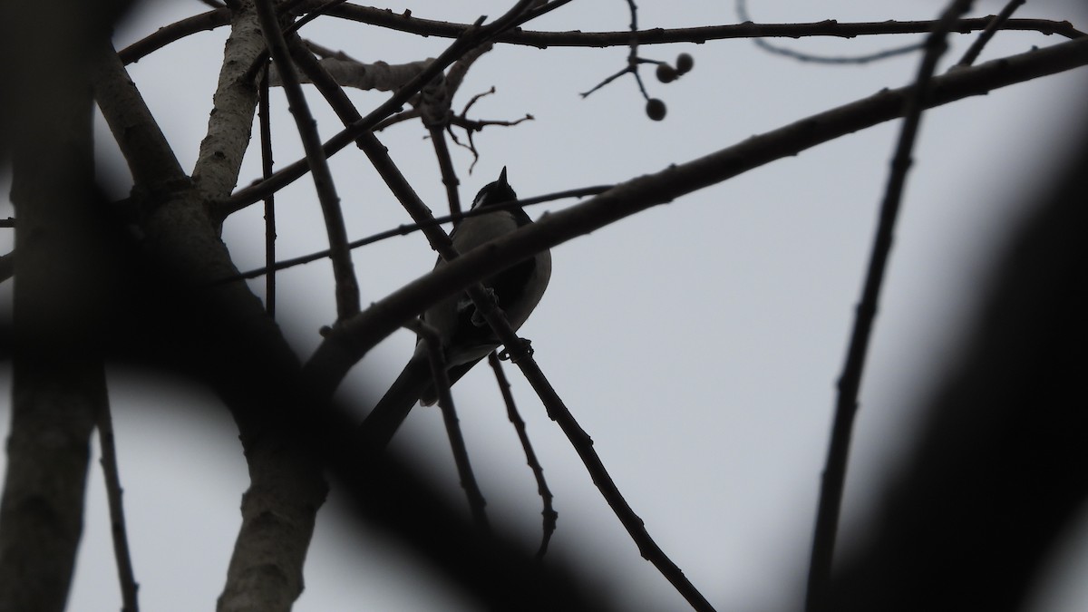 Asian Tit (commixtus) - ML646842459