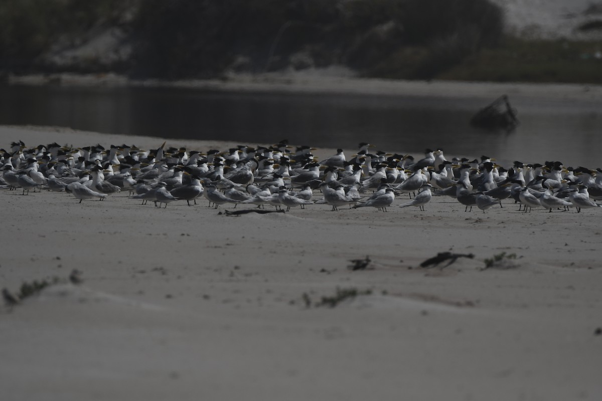 Tepeli Büyük Sumru - ML646842464