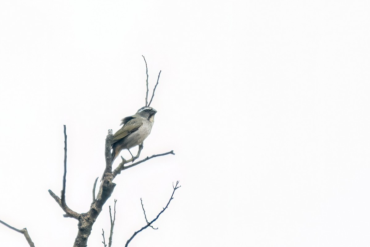 Kalın Gagalı Saltator - ML646842465