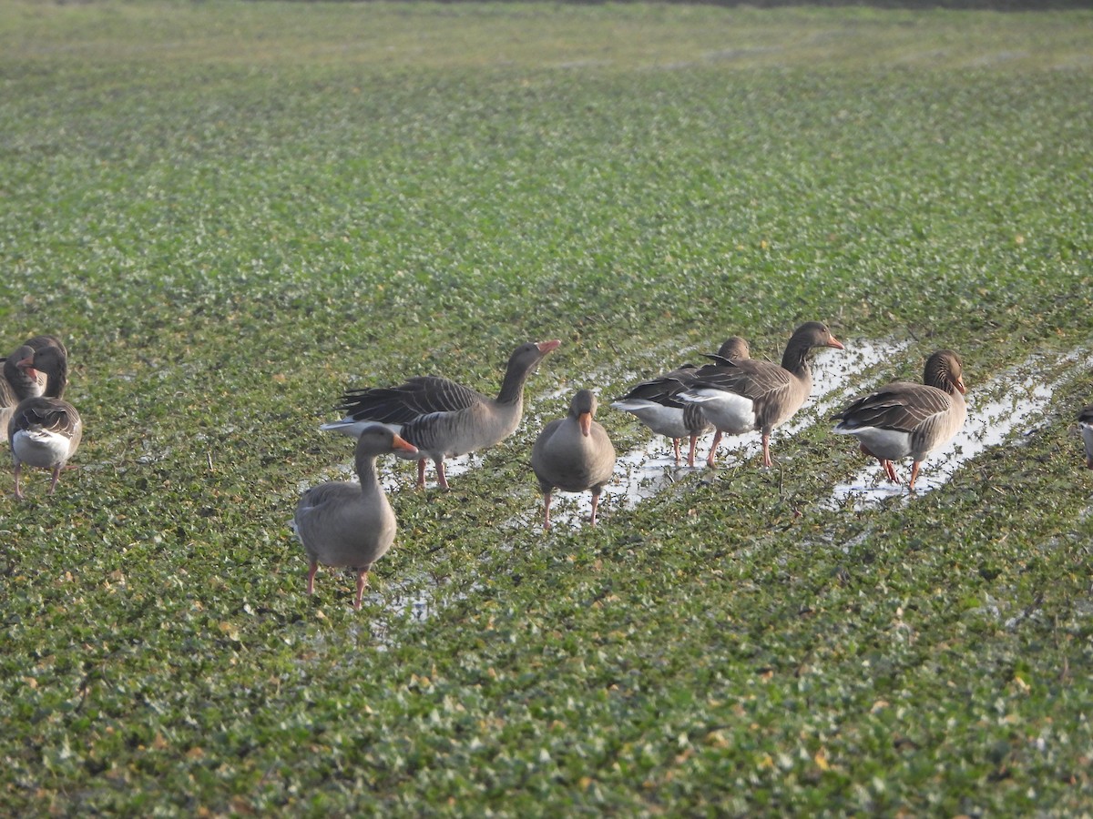 Oie cendrée - ML646842466