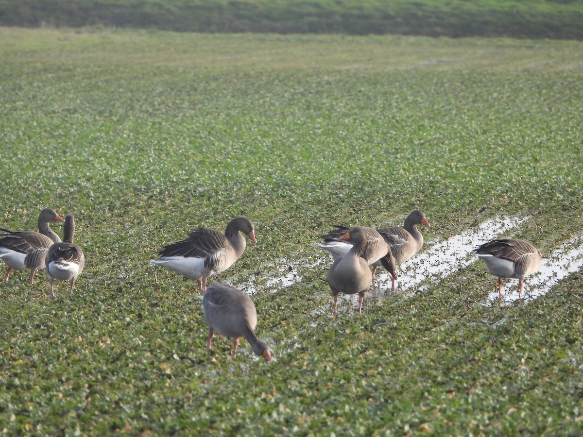 Oie cendrée - ML646842467