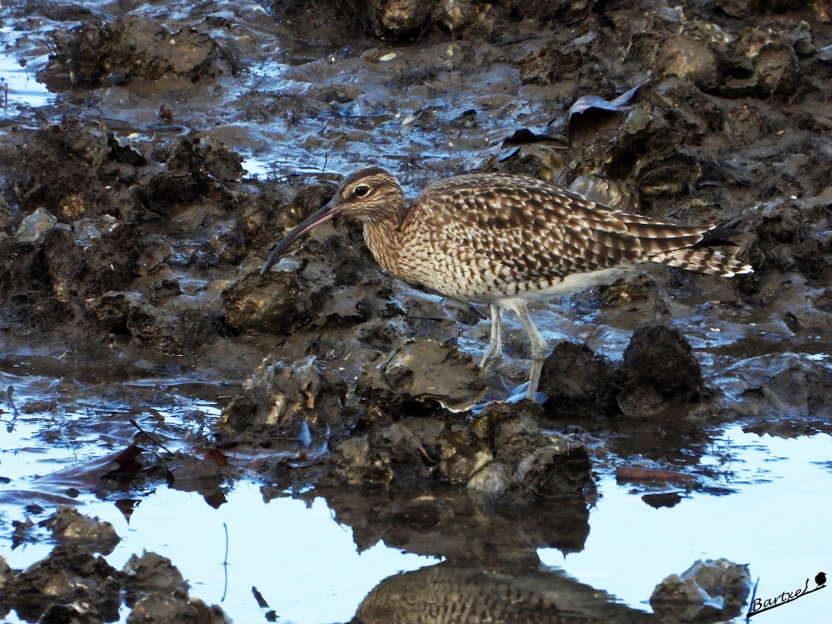 中杓鷸 - ML646842468