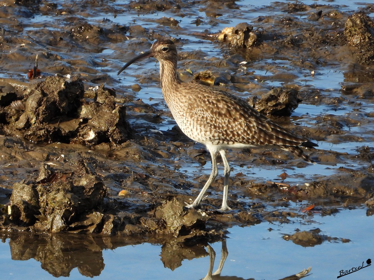 中杓鷸 - ML646842470