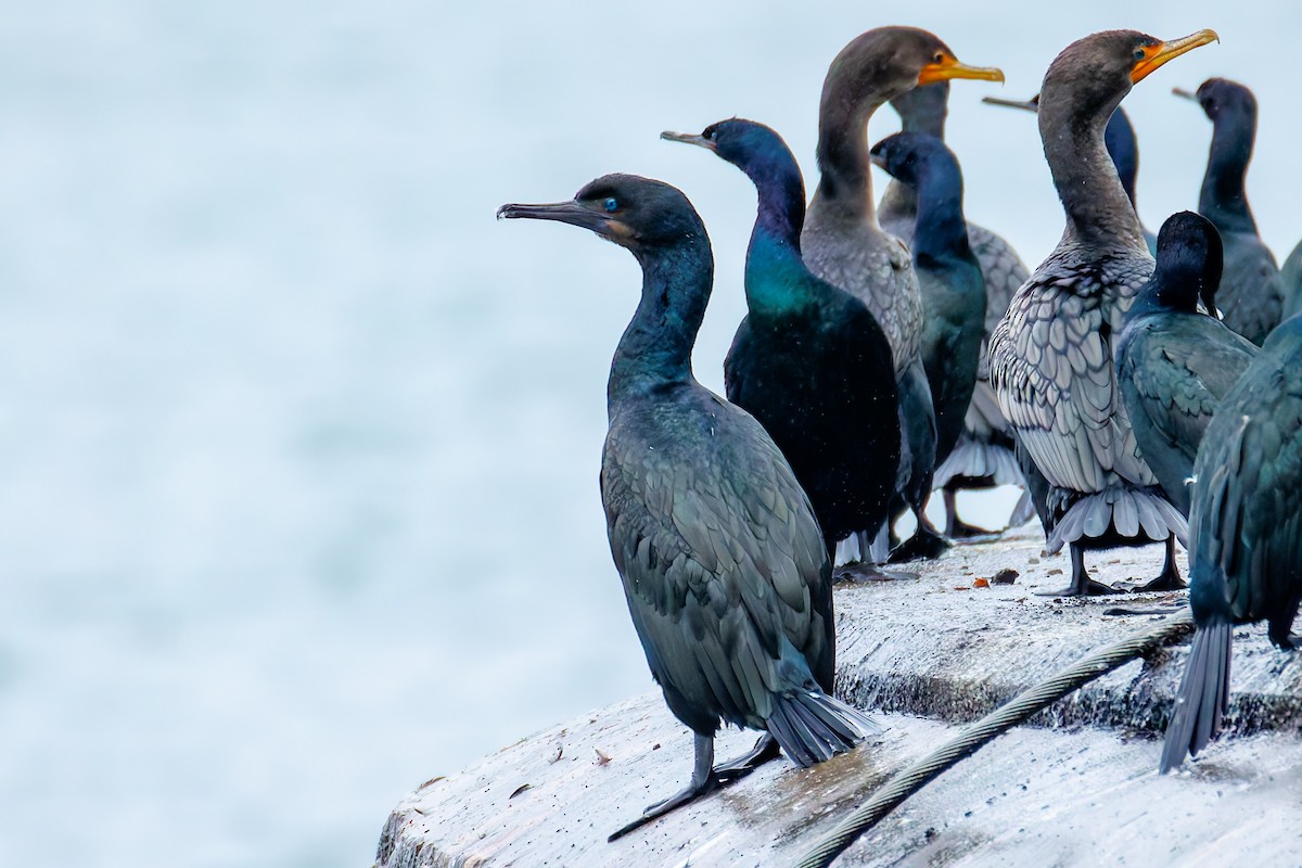 Brandt's Cormorant - ML646842471