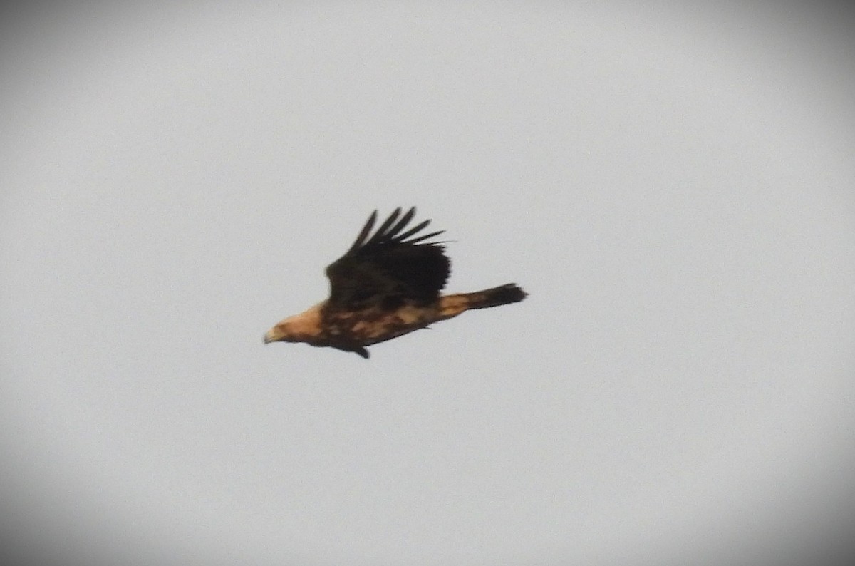 Águila Imperial Oriental - ML646842472