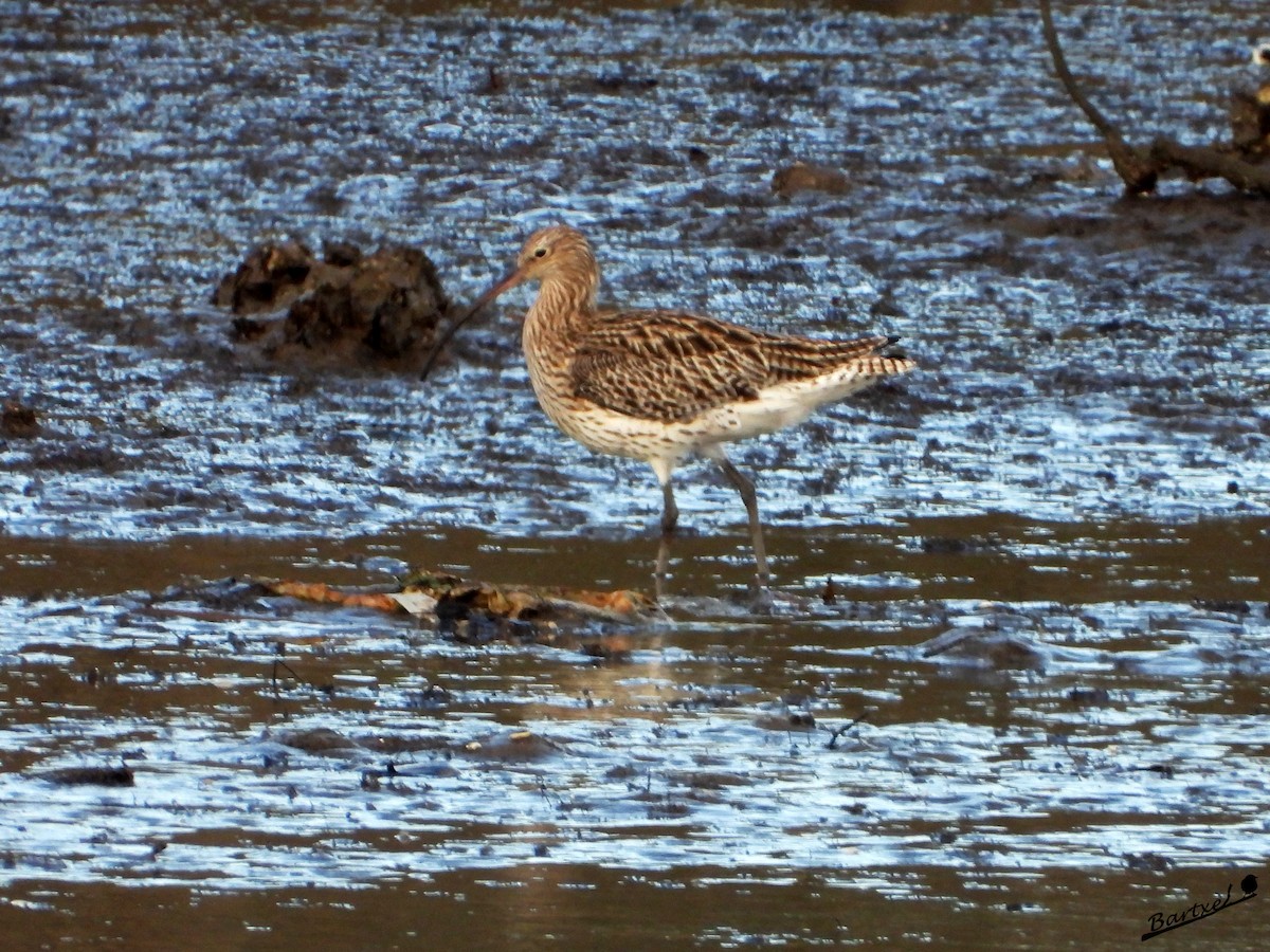 大杓鷸 - ML646842475