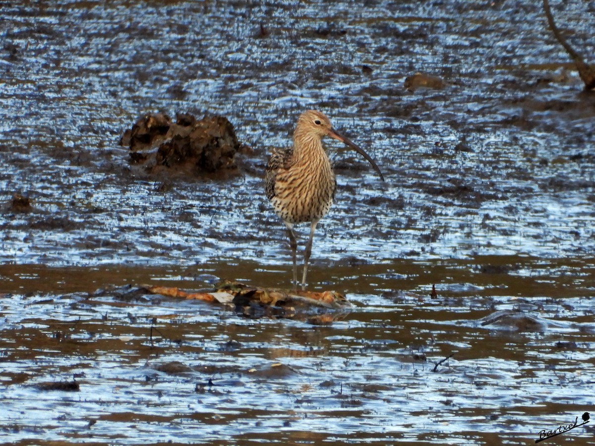 大杓鷸 - ML646842476