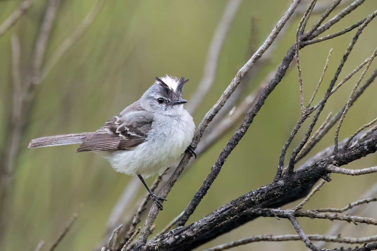 White-crested Tyrannulet - ML646842477