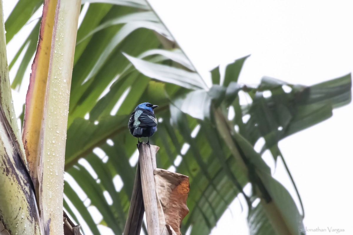 Tangara Cabeciazul - ML646842479