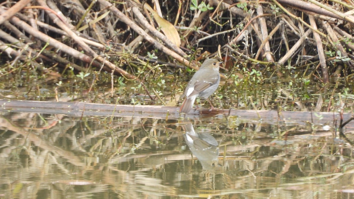 Plumbeous Redstart - ML646842480