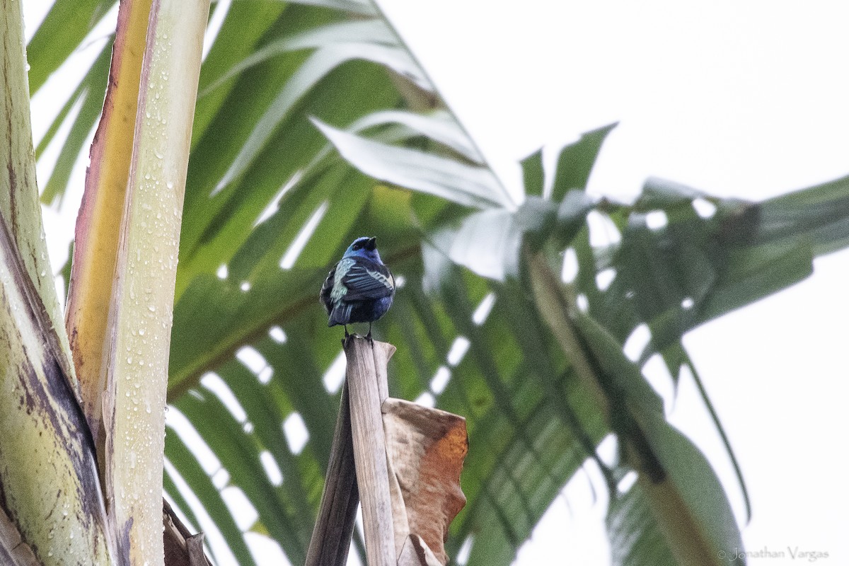 Tangara Cabeciazul - ML646842481