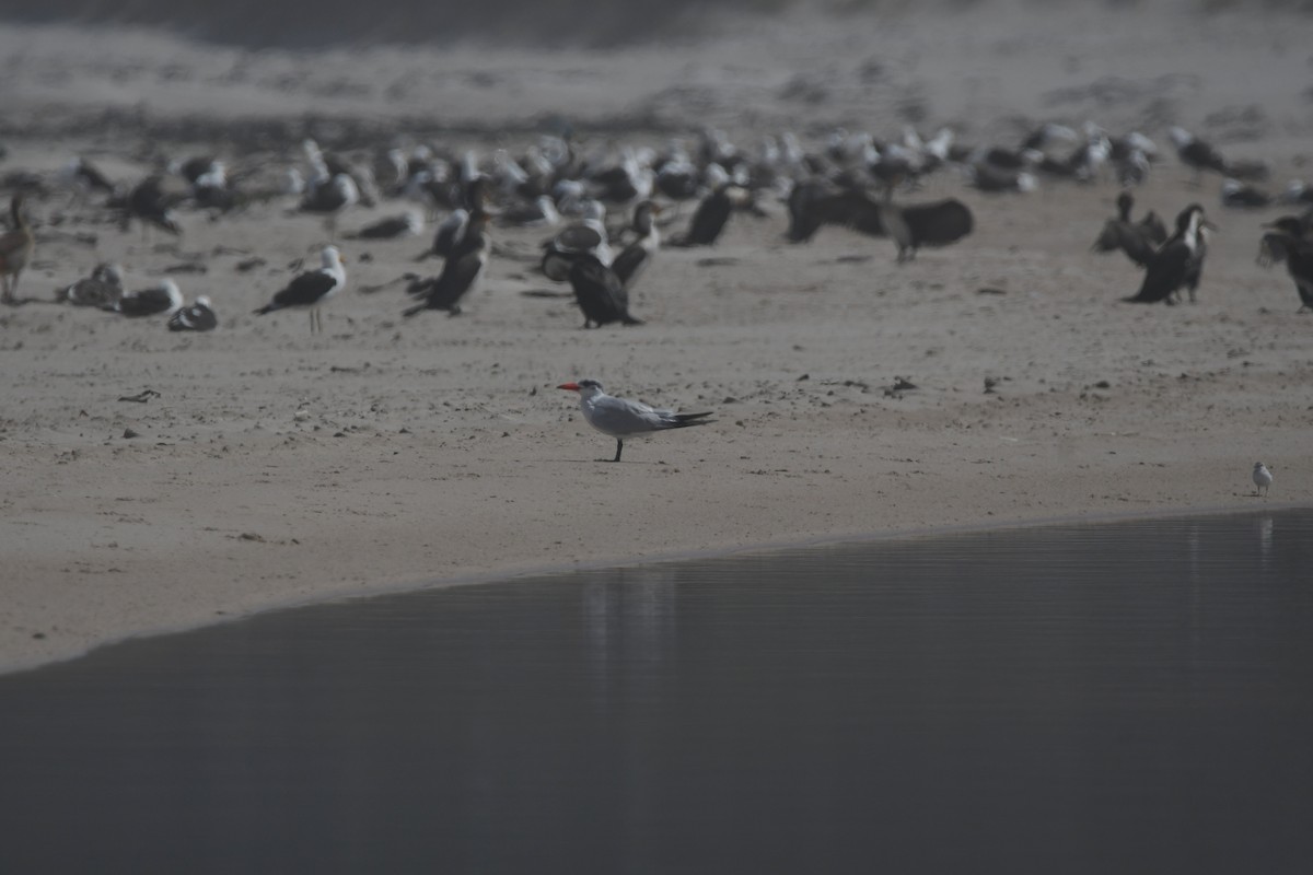 Caspian Tern - ML646842482