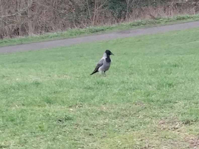 Саарал хэрээ - ML646842483