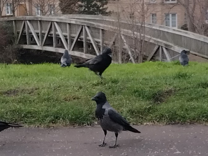 Саарал хэрээ - ML646842484