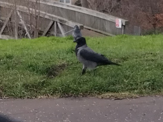 Саарал хэрээ - ML646842485