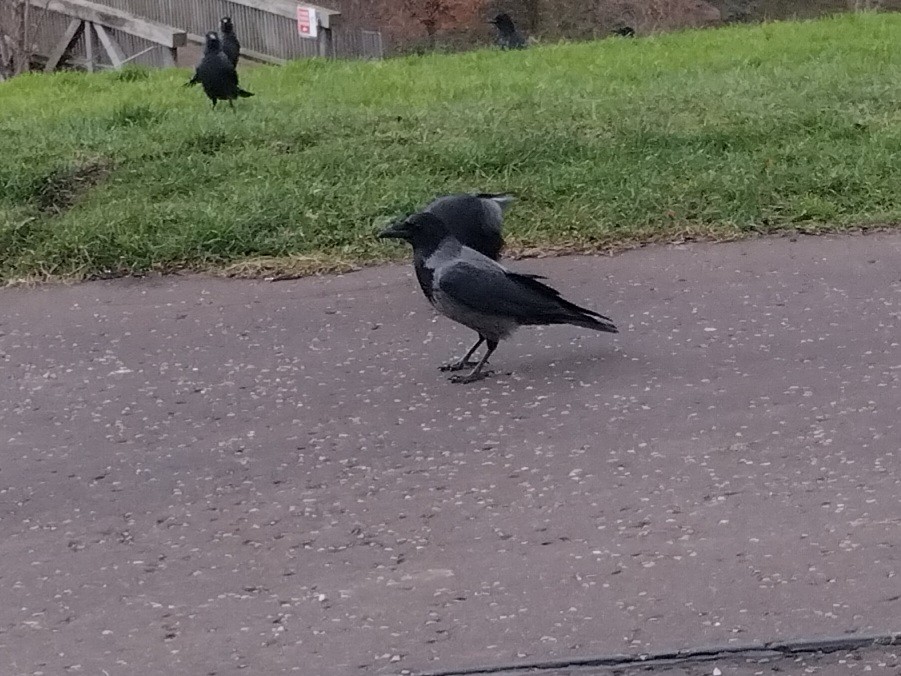 Саарал хэрээ - ML646842486