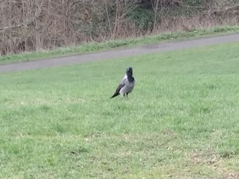 Саарал хэрээ - ML646842487