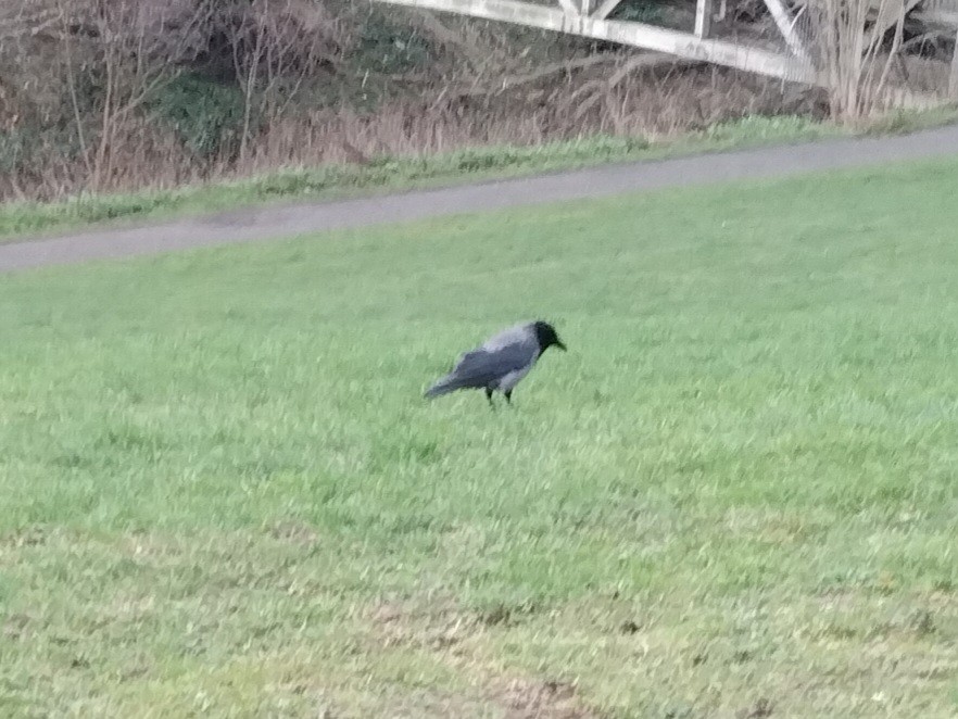 Саарал хэрээ - ML646842488