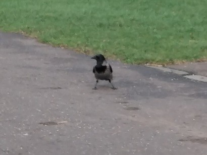 Саарал хэрээ - ML646842489