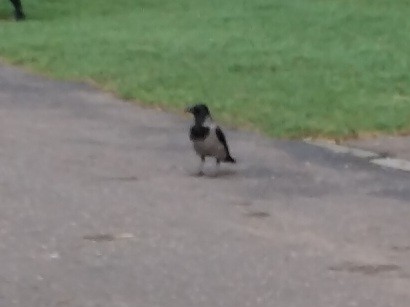 Саарал хэрээ - ML646842490