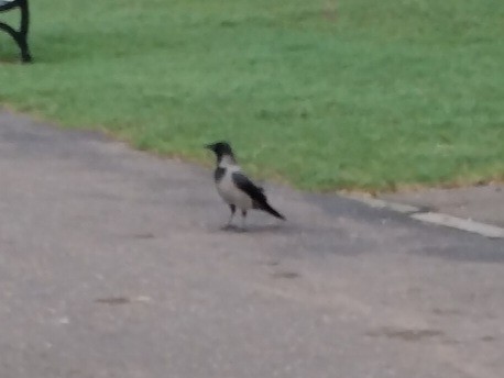 Саарал хэрээ - ML646842491