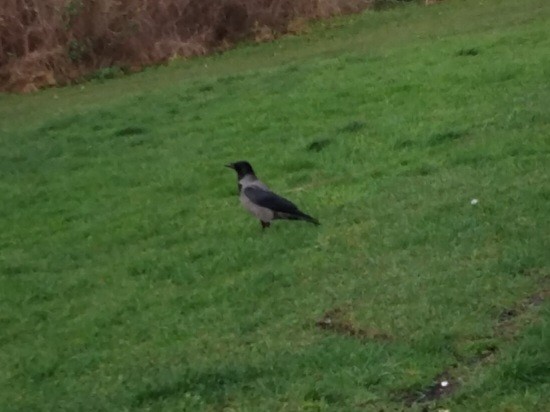 Саарал хэрээ - ML646842492