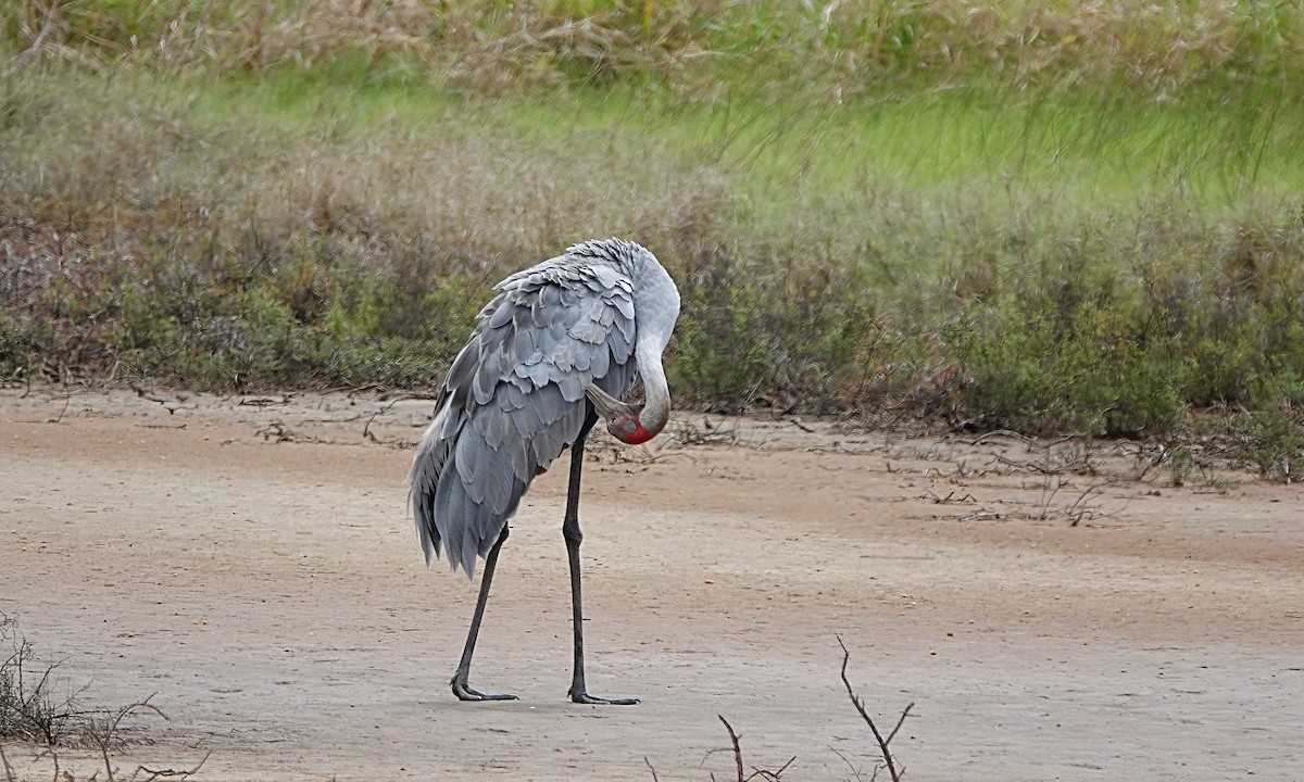 Brolga kurriloa - ML646842496
