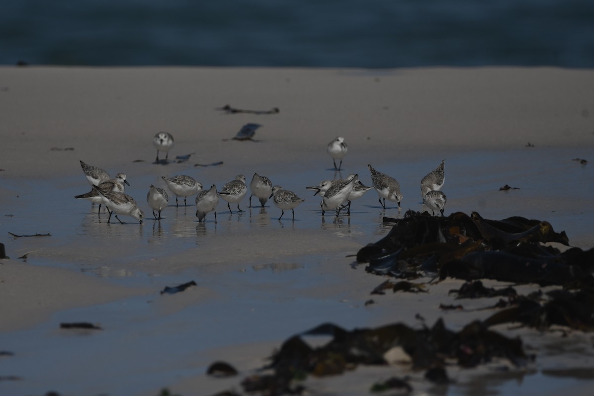 Sanderling - ML646842499